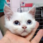 ¿Cómo sé si mi gato está sordo?
