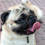Mi perro defeca con sangre.