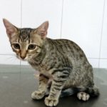 Mi gatito no defeca.