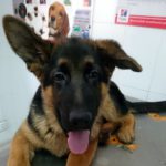 A mi perro se le escapa la orina.