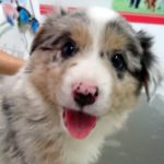 ¿Cómo sé si mi perro está sordo?