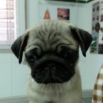 Mi perro orina con sangre.