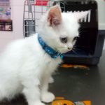 ¿Cómo saber si un gato está enfermo?