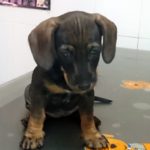 Cómo alimentar a un cachorro recién nacido.
