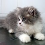 ¿Cómo saber si un gato está enfermo?