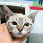 Mi gato tiene dolor en la columna.