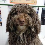 Mi perro tiene miedo a los ruidos.