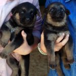 Quiero un perro o un gato.