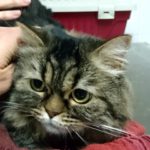 ¿Puedo sacar a pasear a mi gato?