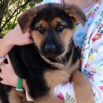 ¿Cuándo puede salir mi perro a la calle?