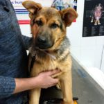 ¿Tengo que darle calcio a mi perro?