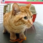 Tratamiento de la artrosis en gatos.