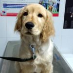 ¿Es peligroso el frío en los perros?