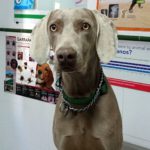 Tratamiento de la artrosis en perros.