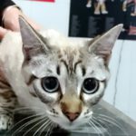 ¿Por qué debo desparasitar a mi gato?