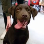 ¿Por qué debo desparasitar a mi perro?