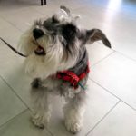 Enfermedad del gusano del corazón en perros.