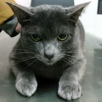 Mi gato tiene una enfermedad renal crónica.