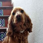 Los perros y las orugas del pino.