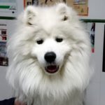 Mi perro tiene parásitos pulmonares.