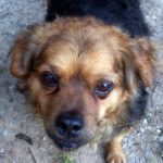 ¿Se puede bañar mi perro en la piscina?