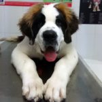 ¿Cuál es el mejor antiparasitario externo para perros?