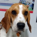 ¿Se puede bañar mi perro en el mar?