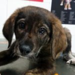 Alimentos y productos tóxicos para los perros.