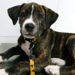 ¿Puedo darle huesos a mi perro?