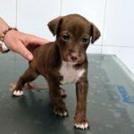 He recogido a mi perro de una residencia. ¿Qué hago?