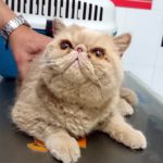 Mi gato tiene hipertensión arterial.