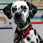 ¿Mi perro tose o vomita?