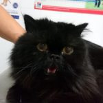Mi gato tose.