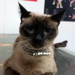 Mi gato tiene lombrices.