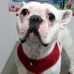 Mi perro no puede levantarse.