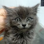 Mi gato está viejo.