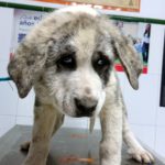 Tengo un cachorro.