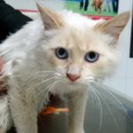 Tengo un gatito.