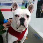 Mi perro tiene una enfermedad del corazón.