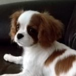 Mi perro tiene una herida en el rabo.