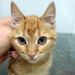 Mi gato tiene anemia.