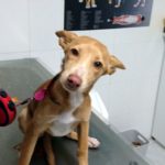 Mi perro tiene la enfermedad de Lyme.