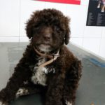 Mi perro tiene anemia.