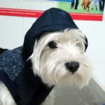 Mi perro tiene leishmaniosis.