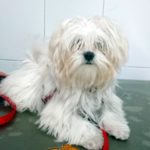 ¿Qué comida es mejor para mi perro?