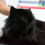 ¿Qué comida es mejor para mi gato?