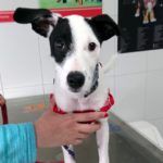 Mi perro huele mal.