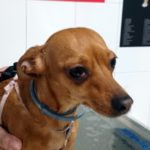 Mi perro tiene glaucoma.