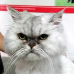 Mi gato tiene los oídos sucios.