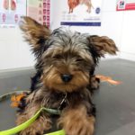 ¿Cómo le hago un torniquete a mi perro?